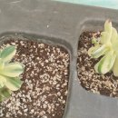 임하농장 이미지