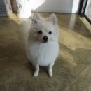 영희와바둑이 애견미용샵 | 광주 광산구 애견미용/하남 애견미용 잘하는 곳 "영희와바둑이"에서 망고 미용했어요~~