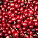 커피체리 이미지