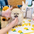 블리독수원점 고양이강아지분양 미니비숑프리제말티푸포메입양 이미지