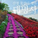 다육사랑화원 | 경남 산청 4월 여행 가볼만한곳 꽃잔디 명소 대명사 4.13 실시간 개화상황