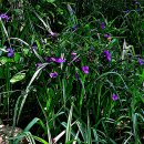 자주달개비 / spider-wort 이미지