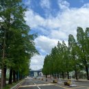 가로수길 이미지