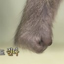 영암축협 한우프라자 이미지