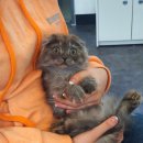 제이제이캣 이미지