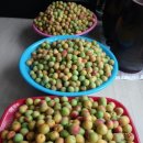 매실향기 이미지