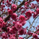 홍매뜨락협동조합 이미지