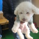 설산한의원 노트펫