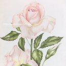 보태니컬 아트 이미지