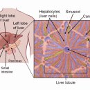 농업회사법인 (주)화천바이오텍 | 간암(HCC)