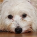 강건목장 이미지