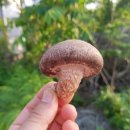 조미영농장 이미지