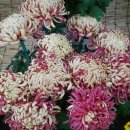 성요셉병원 이미지