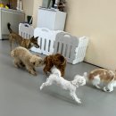 요리조리유치원 이미지