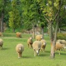 소래목장 이미지