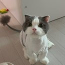 오늘도 미묘 | 세종 고양이 무마취 미용 오늘도미묘 내돈내산 후기