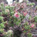 하경 카카오 검색결과