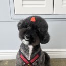 야옹아 멍멍해봐(봉명동) 이미지