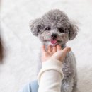 펫하우스 동물병원 이미지