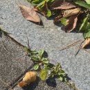 양지쑥찜질 | 난임일기 (10) 7주 5일 소파술 그리고 이별