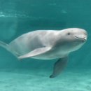 1:1 L·FIT 이미지