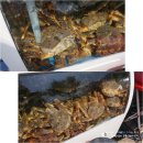 홈플러스 시흥점 수족관 이미지