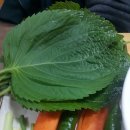 싱싱하구만