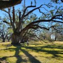 오크앨리 이미지