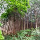 전주 공기마을 편백숲길 트래킹 후기 이미지