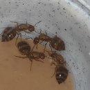 이노꼬 이미지