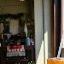 힐링애견 이미지