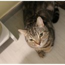 식빵굽는나비 이미지