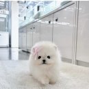 이누아이 | 송파구강아지분양 시바이누 고민하다 방문한 솔직한 후기