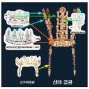 金씨의 기원은 흉노족 후예 모용? 신라 금관은? 이미지