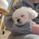 어화둥둥 내강아지 이미지