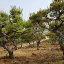 잉꼬농장 이미지