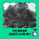 배양2리 | 이천 벌목업체 공원묘지 고사목 제거