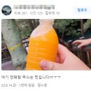 김춘자농장 | 제주 천혜향 5kg 맛있어서 후기 좋은 곳!