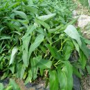 중식농장 이미지