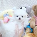 내품안의반려견 노원점 | 내품안의반려견 노원점 다양한 견종이 많아서 선택의 폭이 넓은 노원강아지분양