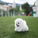 탑클래스 퍼피 이미지