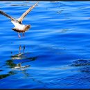 울진생선구이 이미지