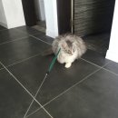 사하라동물병원 이미지