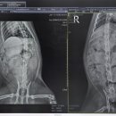 24시 마이동물의료센터 이미지