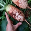 지호농장 이미지