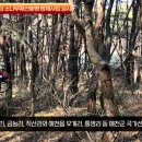 예천군 국가선단지중심 소나무재선충병방제사업 실시 경북도민방송TV 예천군청 예천군의회 김학동군수 국민의소리 한국신문방송인협회 이미지