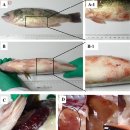 큰입베스의 Ranavirus와 Aeromonas 의 혼합감염 이미지