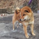 삿치 카카오 검색결과