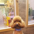 뿌나애견 네이버블로그