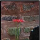 들꽃이야기 이미지